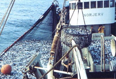 Fishing herring