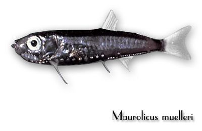 Maurolicus   muelleri